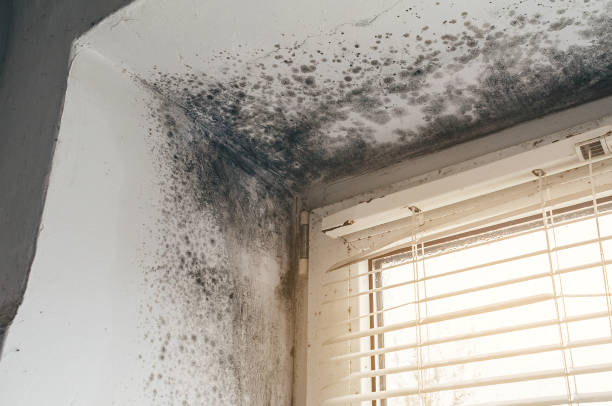 Affordable Mold Remediation solutions in Takoma Park, MD