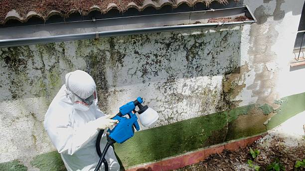 Top rated local Mold Remediation specialists in Takoma Park, MD